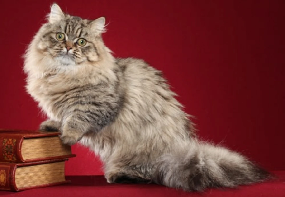 Minuet Longhair cat