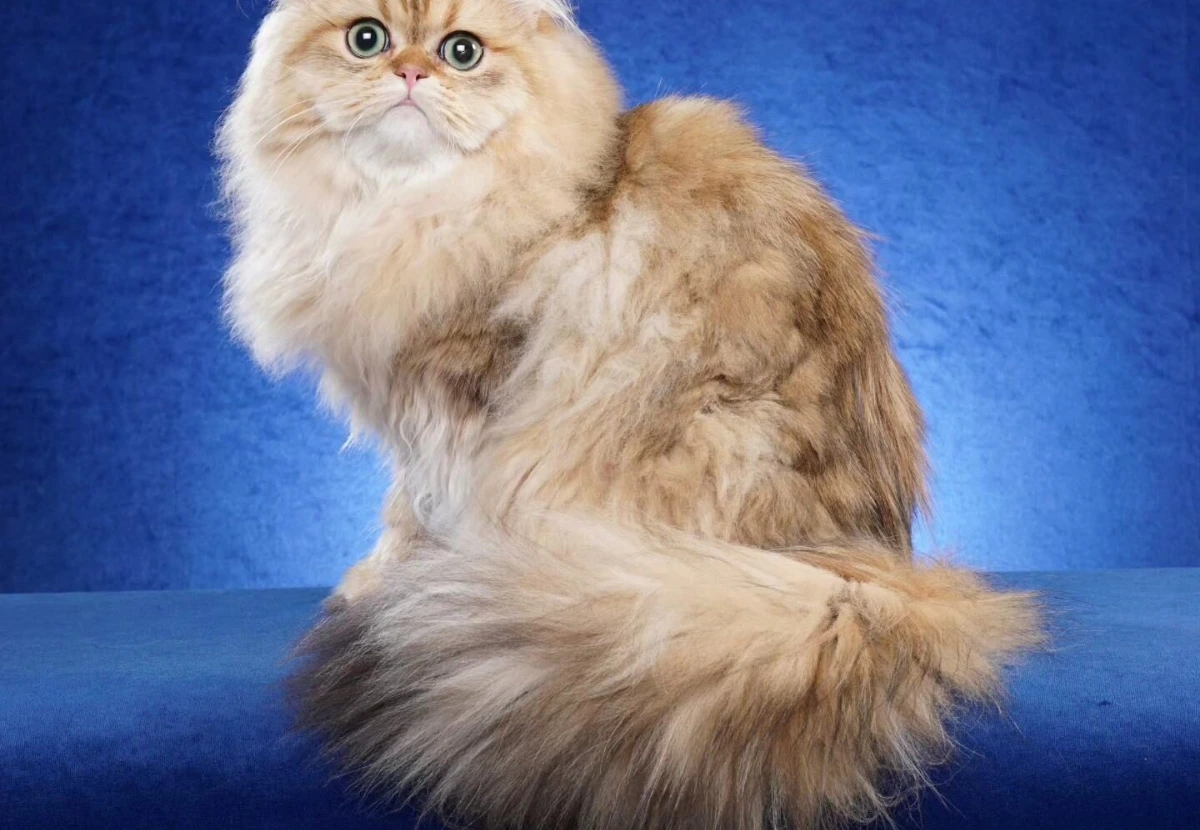 Minuet Talls cat