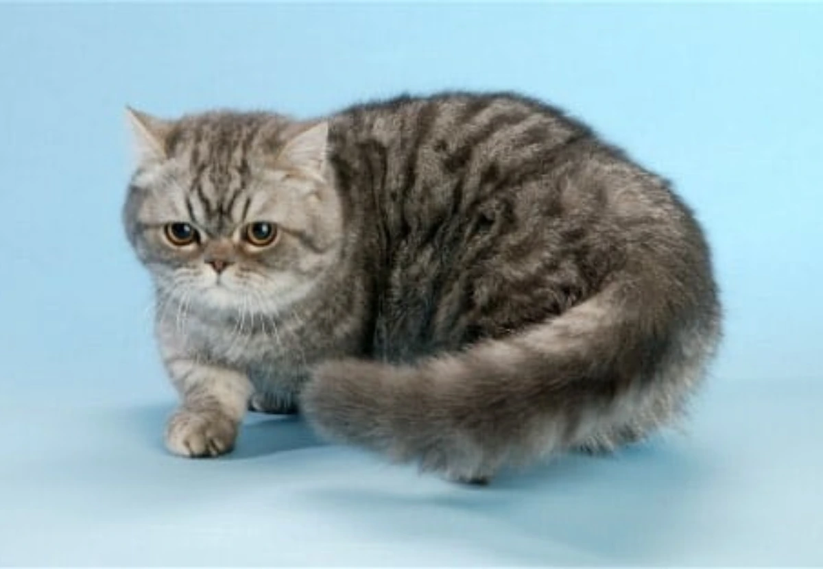 Minuet cat