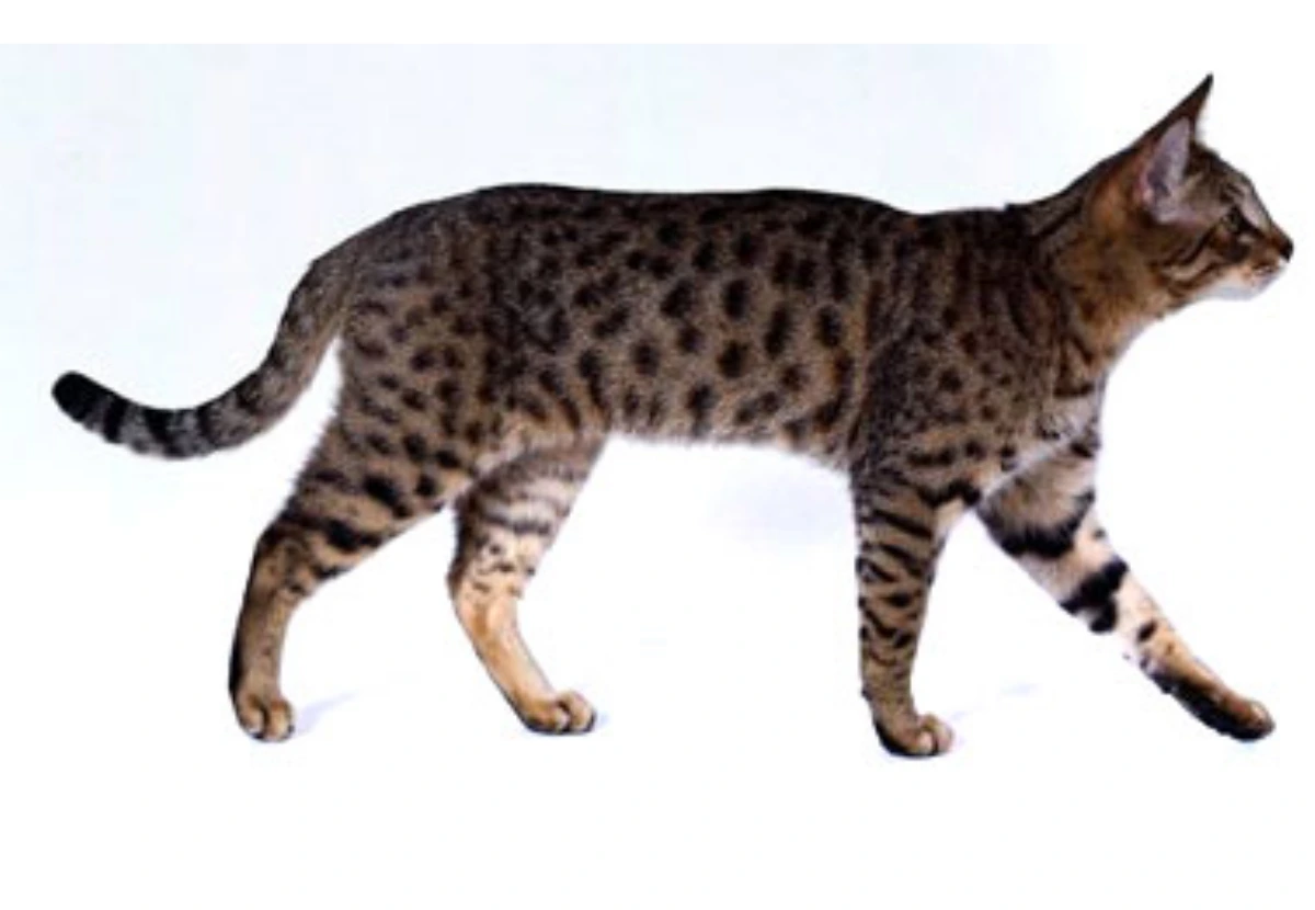 Mojave Spotted cat