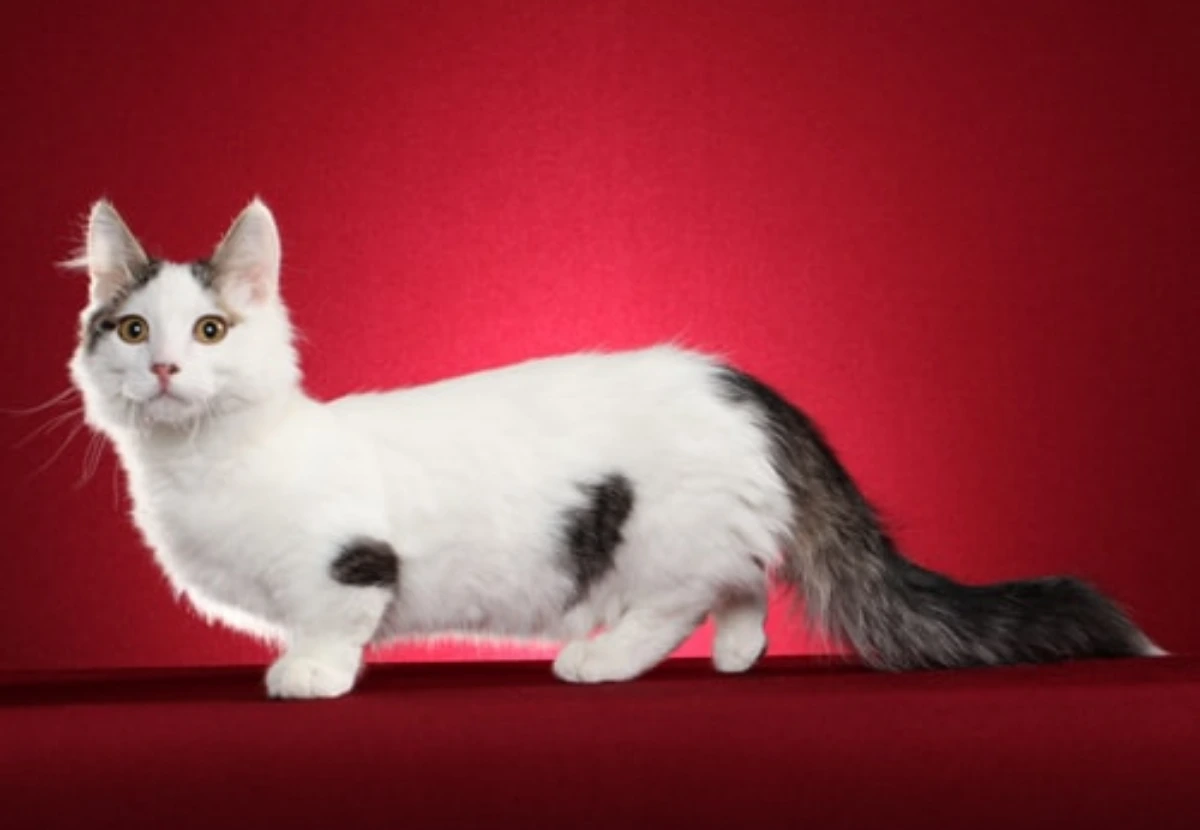 Munchkin Longhair cat
