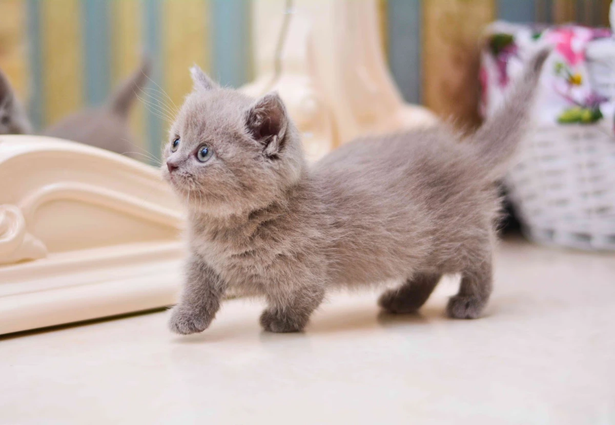 Munchkin cat