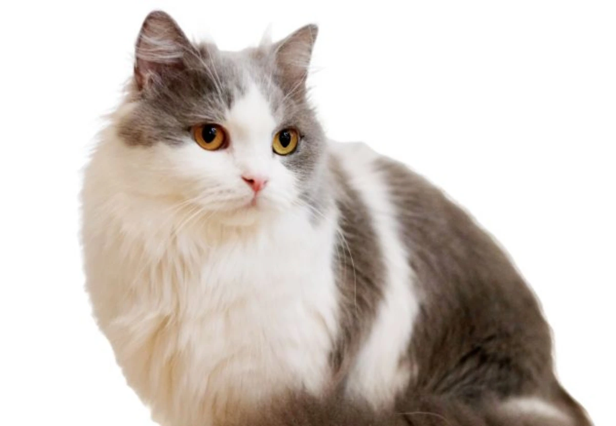 Napoleon cat