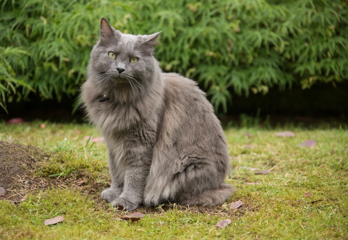 Nebelung cat