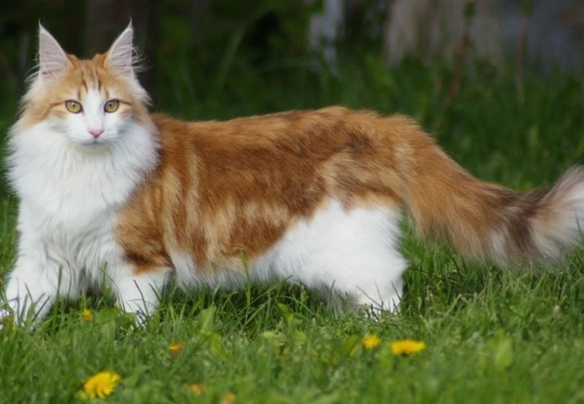 Norwegian Forest Cat cat