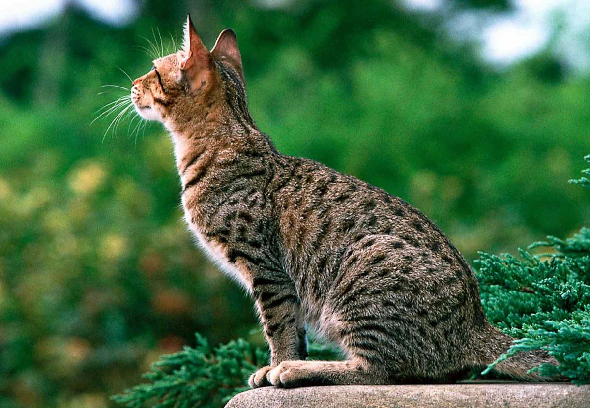 Ocicat cat