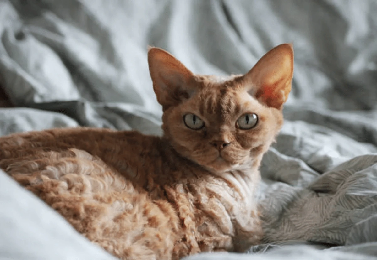 Oregon Rex cat