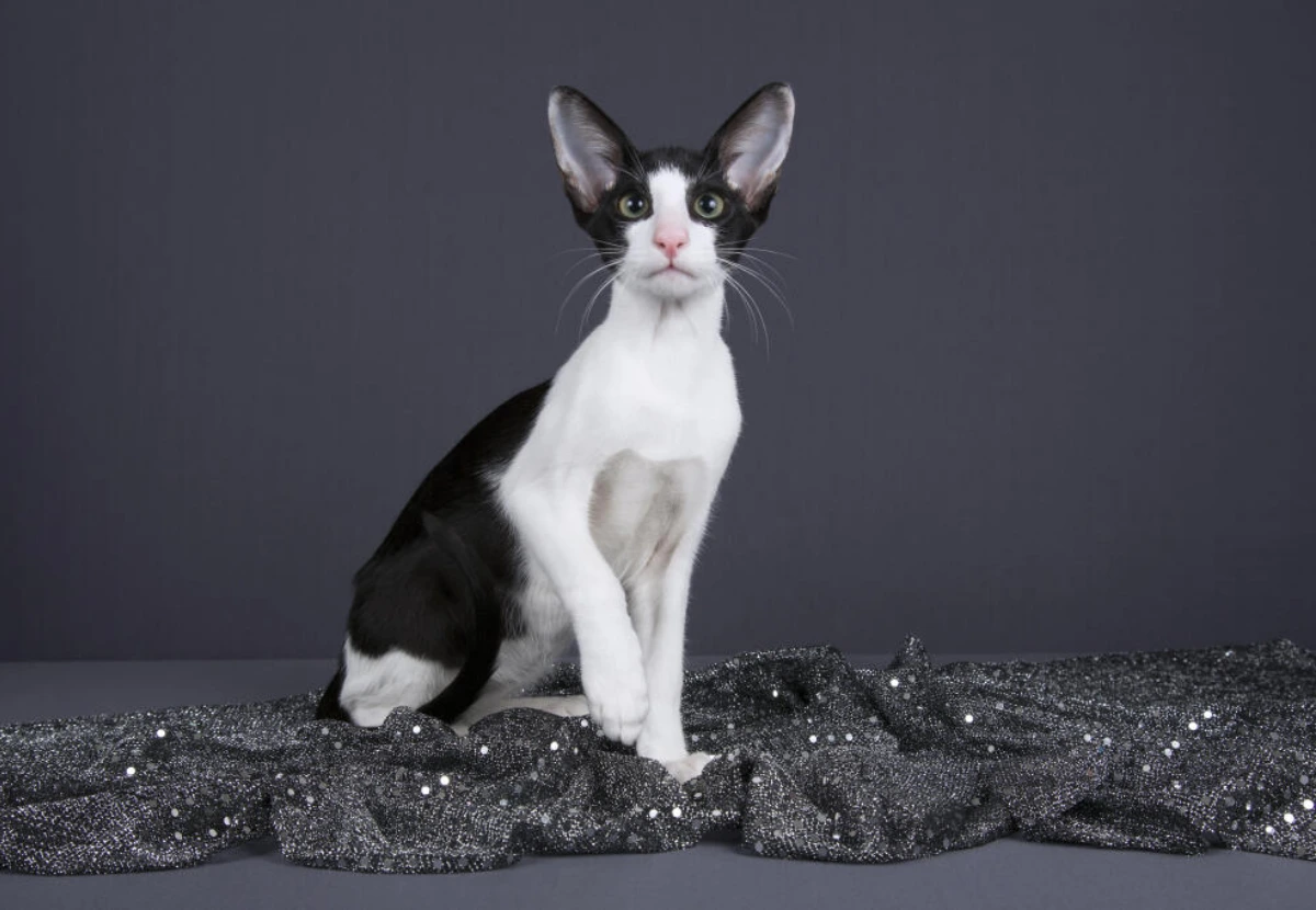 Oriental Bicolour cat