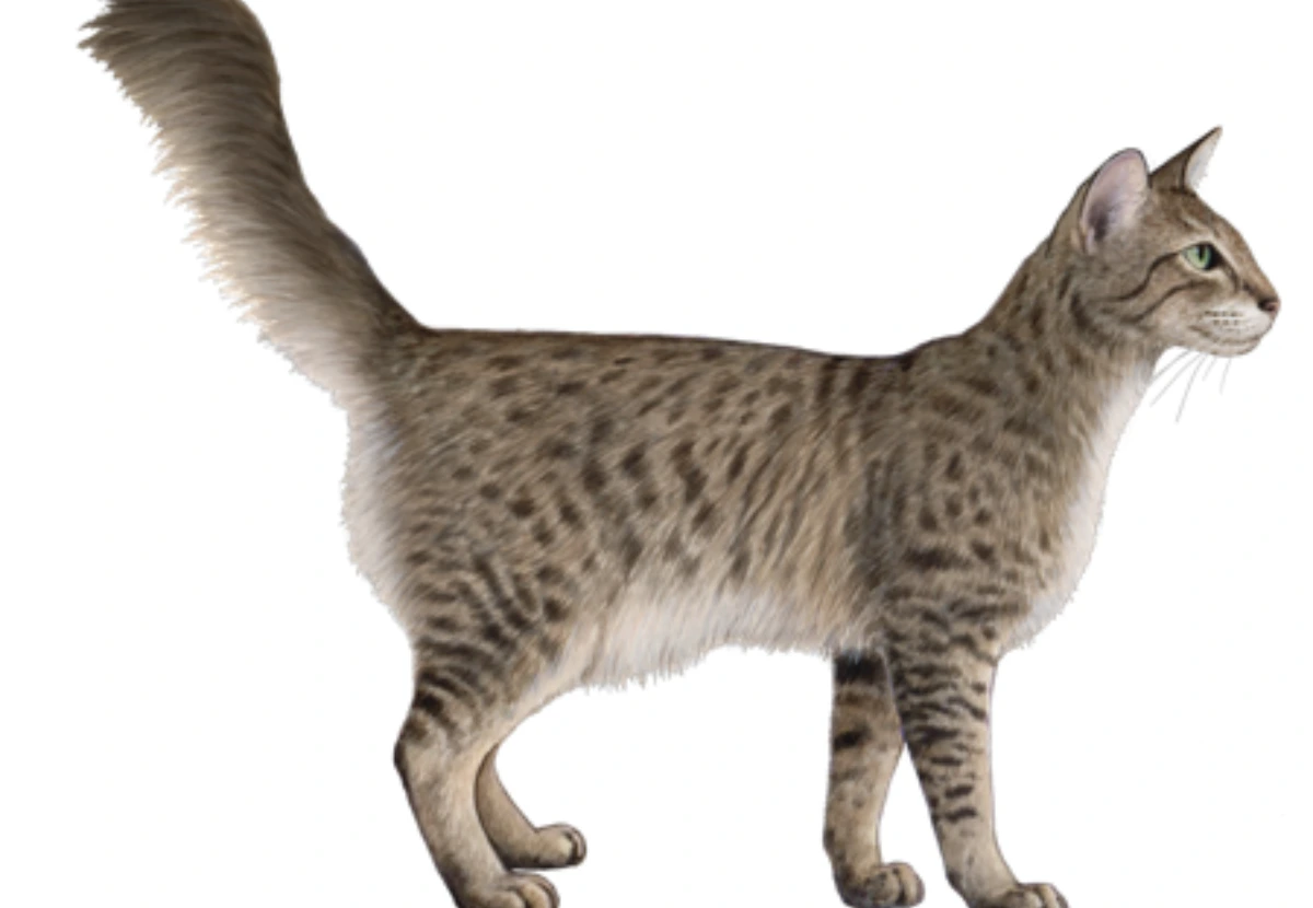 Oriental Longhair cat