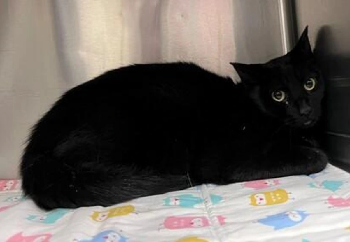 Pantherette cat