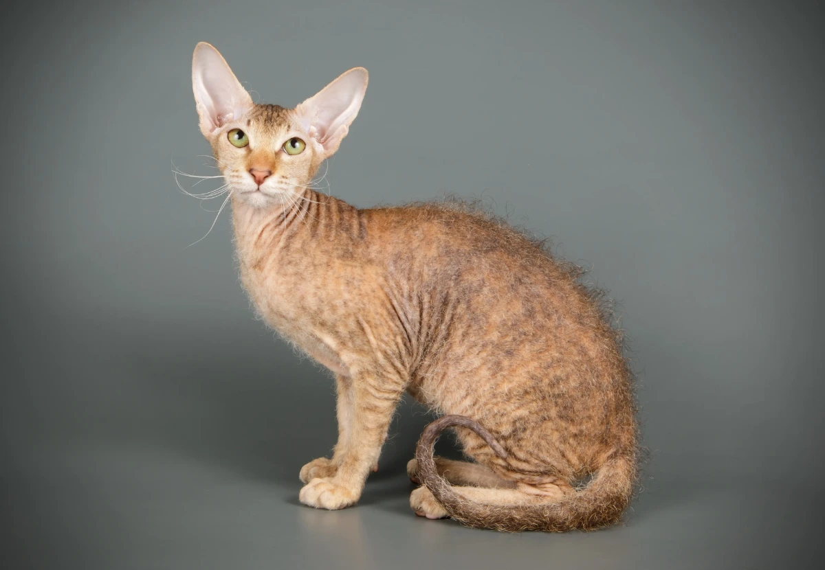 Peterbald cat