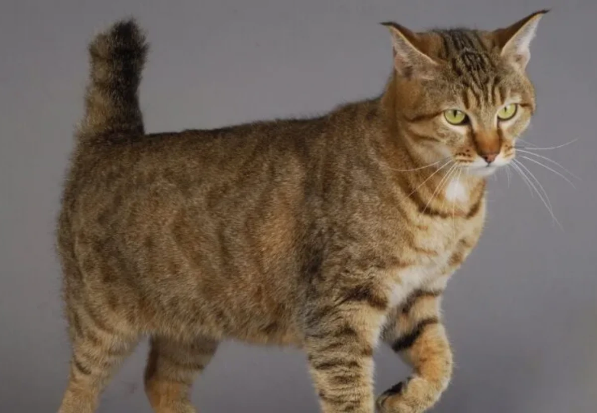 Pixiebob cat