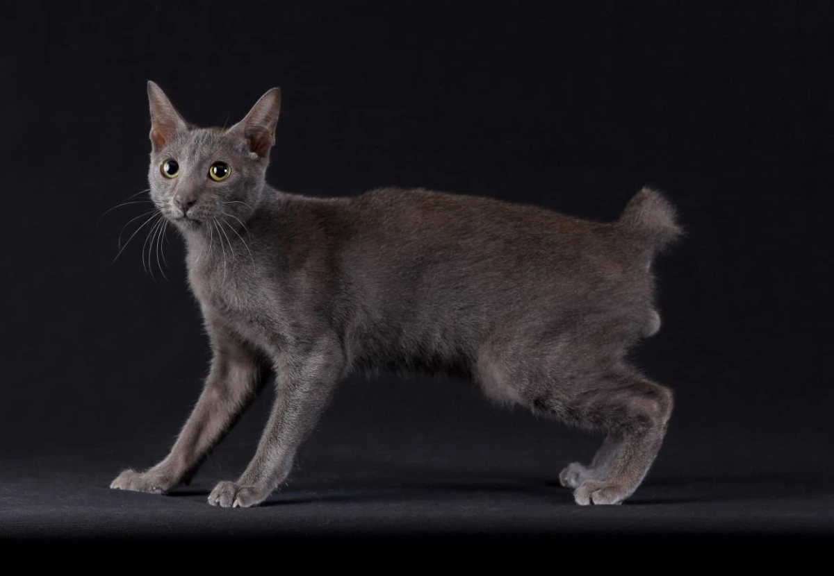 Raas cat