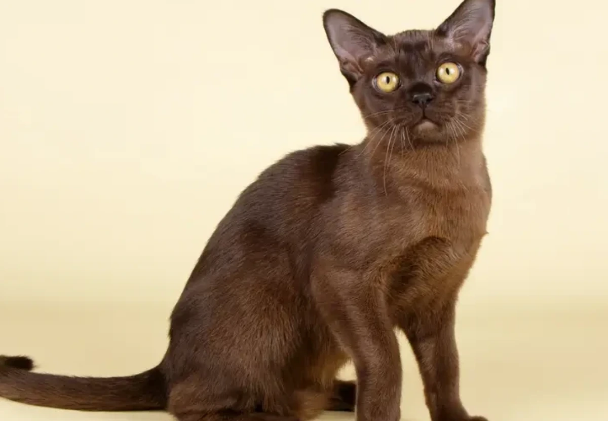 Sam Sawet cat