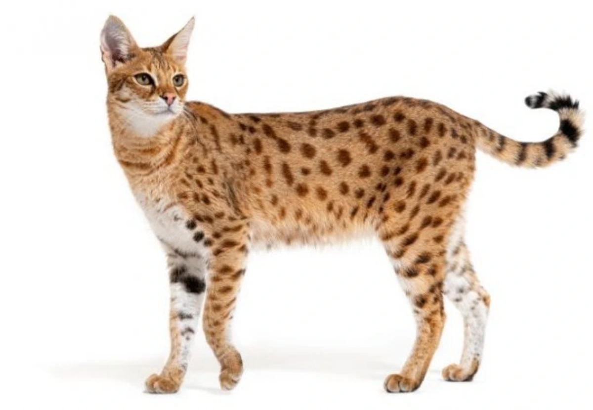 Savannah cat