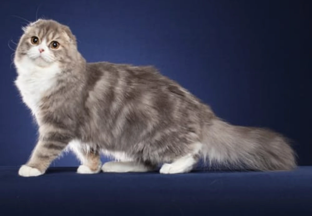 Scottish Fold Longhair cat