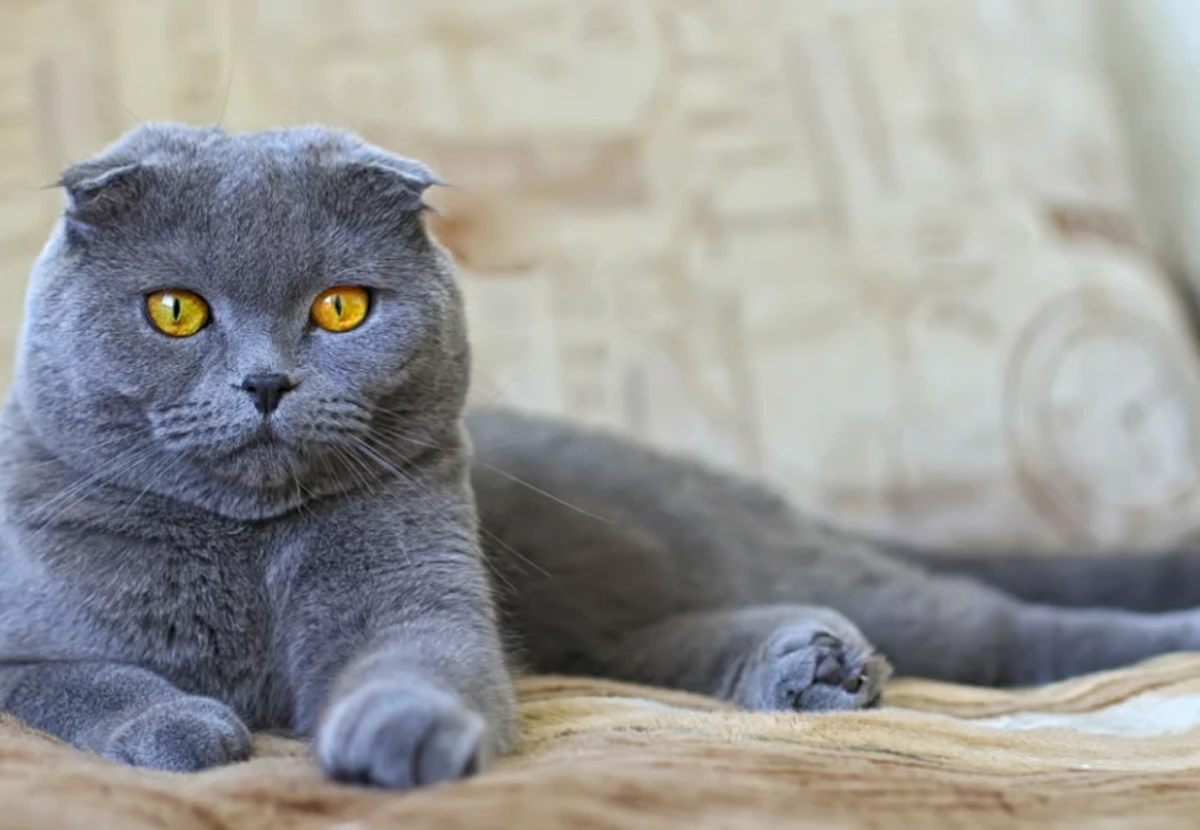 Scottish Fold cat