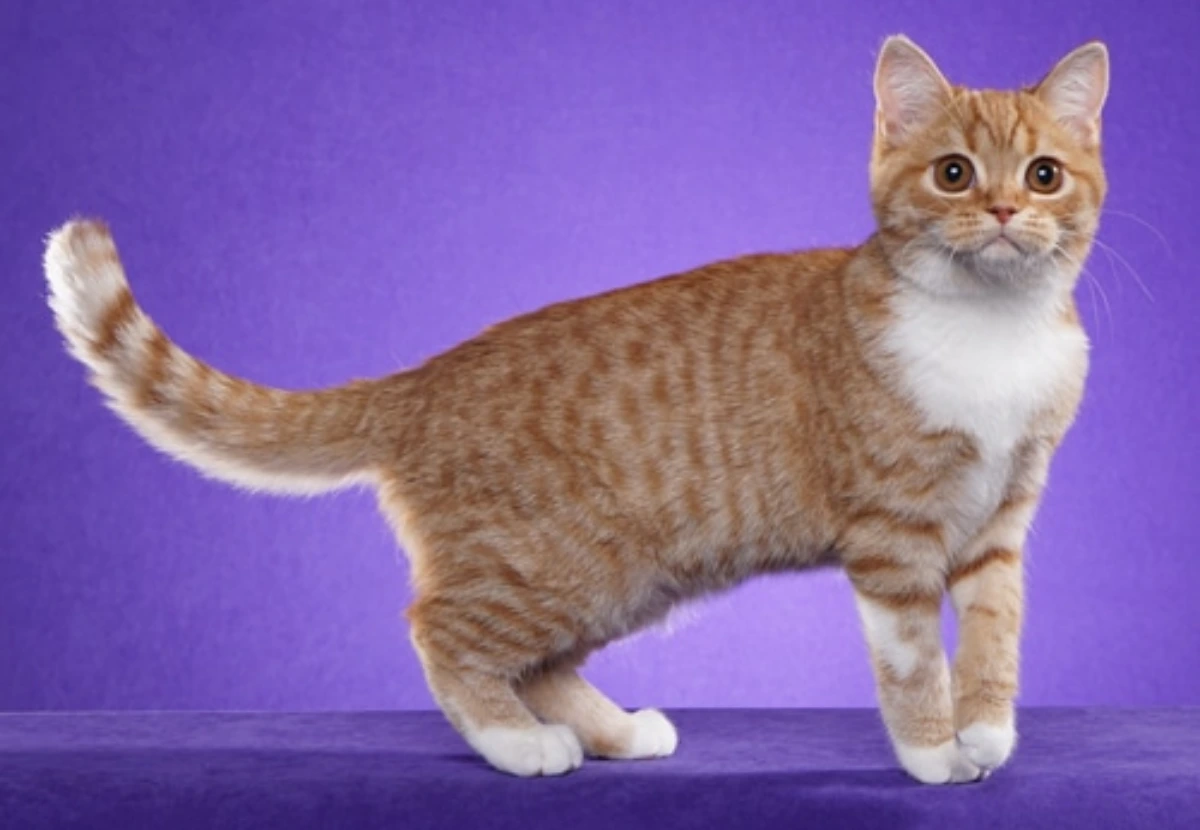 Scottish Straight cat