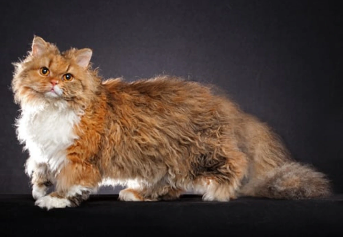 Selkirk Rex Longhair cat