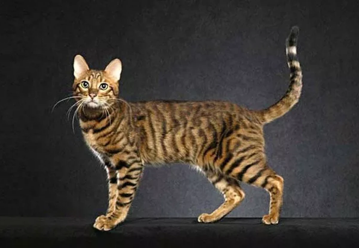 Serengeti cat