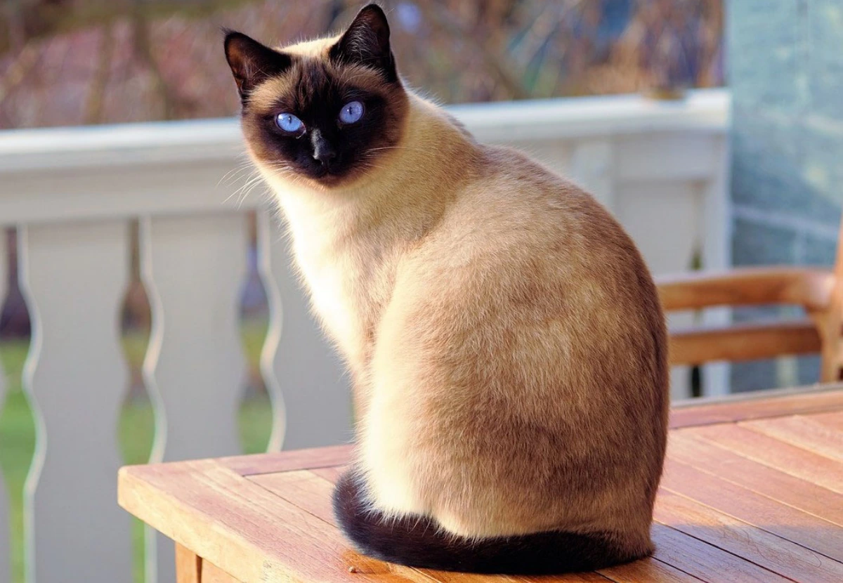 Siamese cat