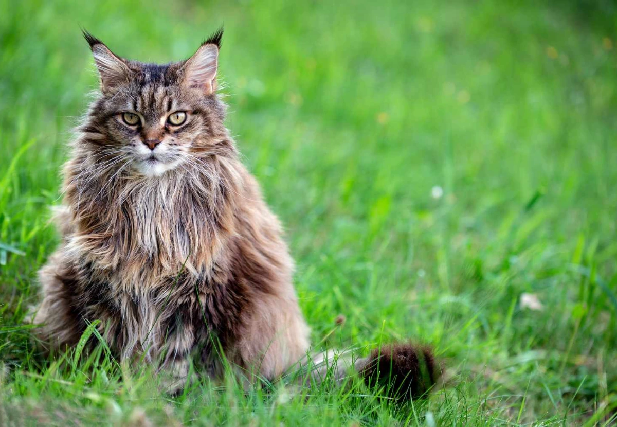 Siberian cat