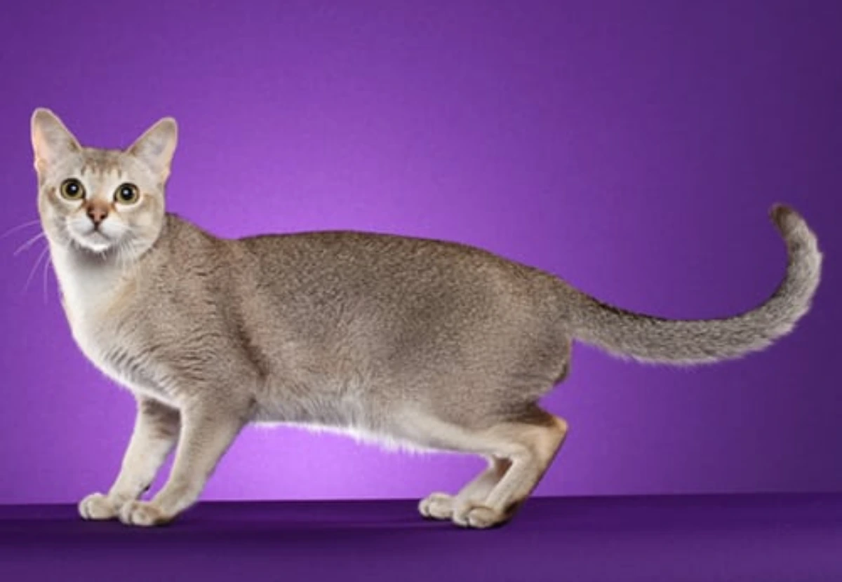 Singapura cat