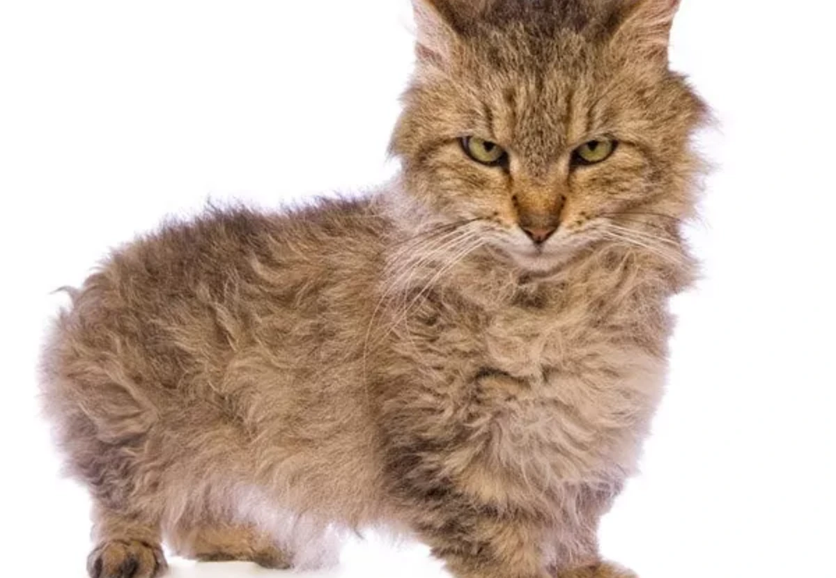 Skookum cat