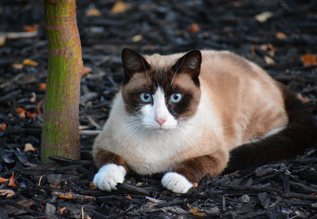 Snowshoe cat