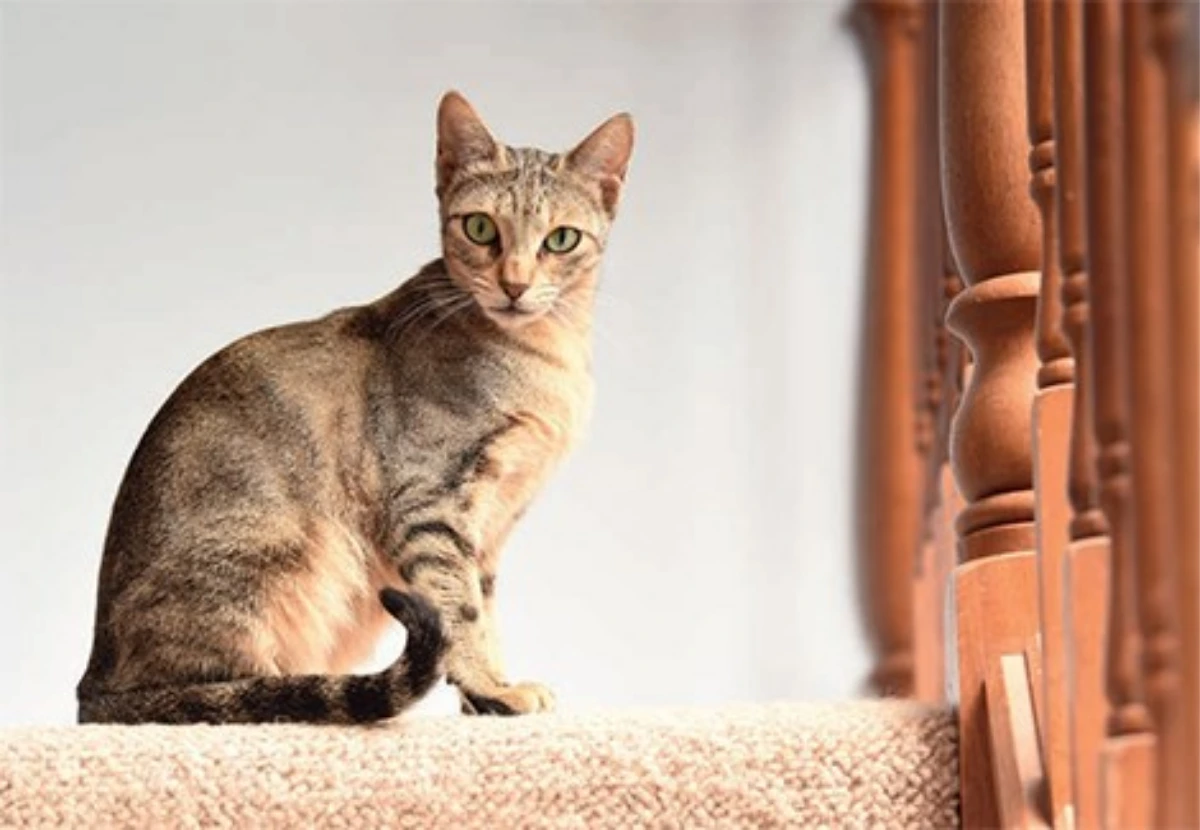 Sokoke cat