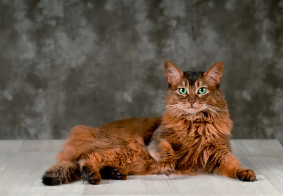 Somali cat
