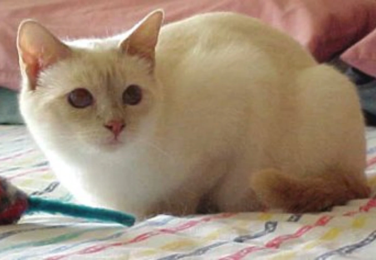 Templecat cat