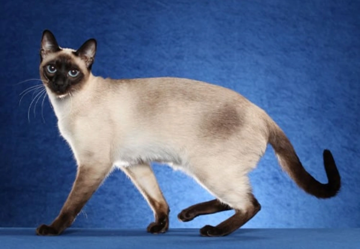 Thai cat
