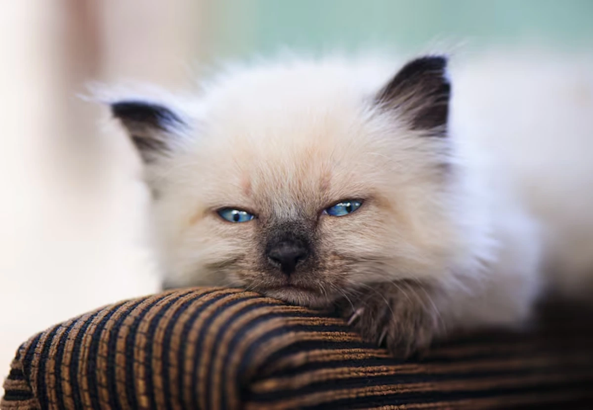 Tonkinese Longhair cat
