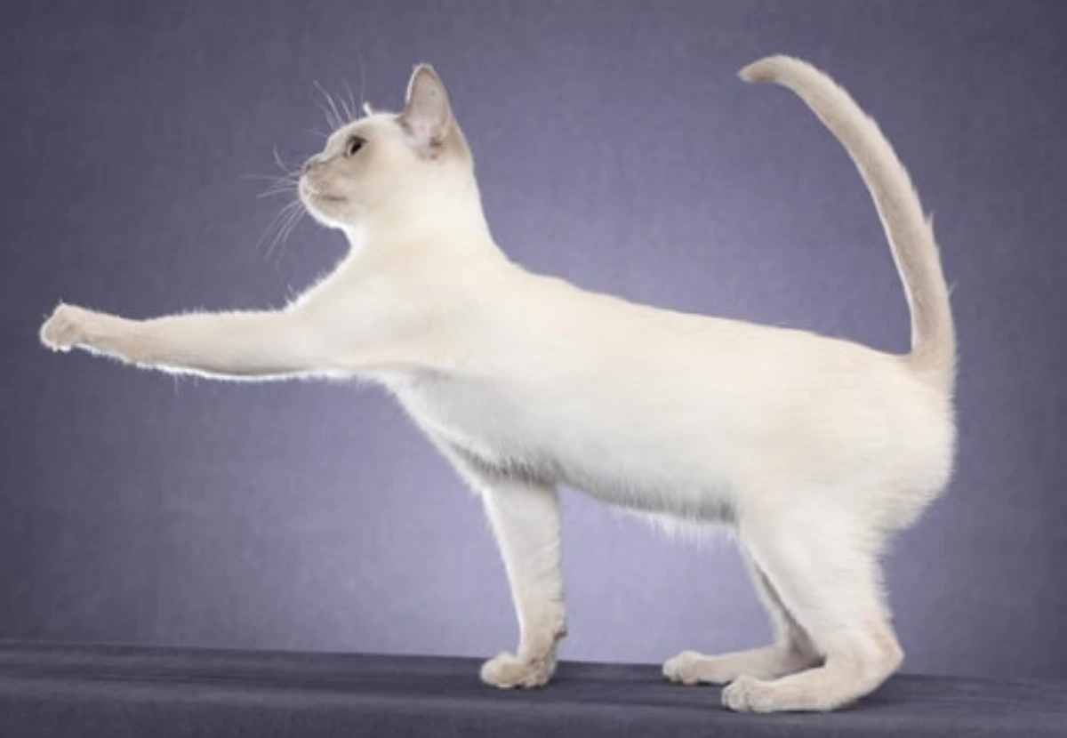 Tonkinese cat