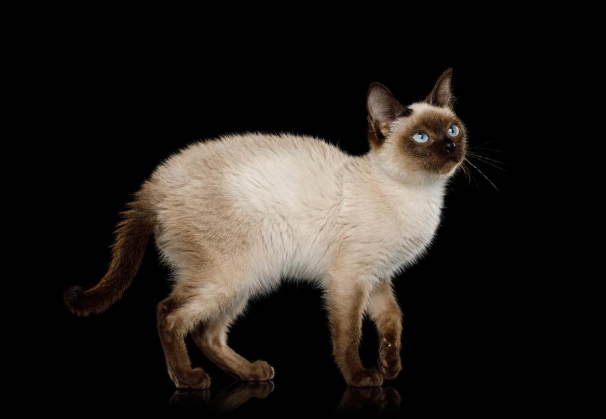 Toybob cat