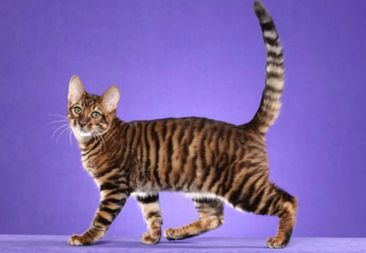 Toyger cat