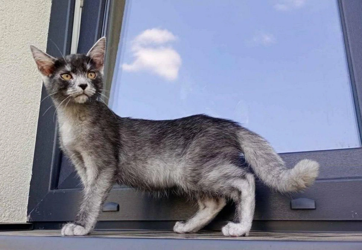 Transylvanian cat