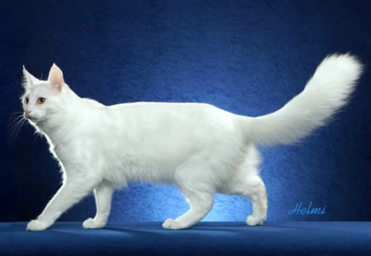 Turkish Angora cat