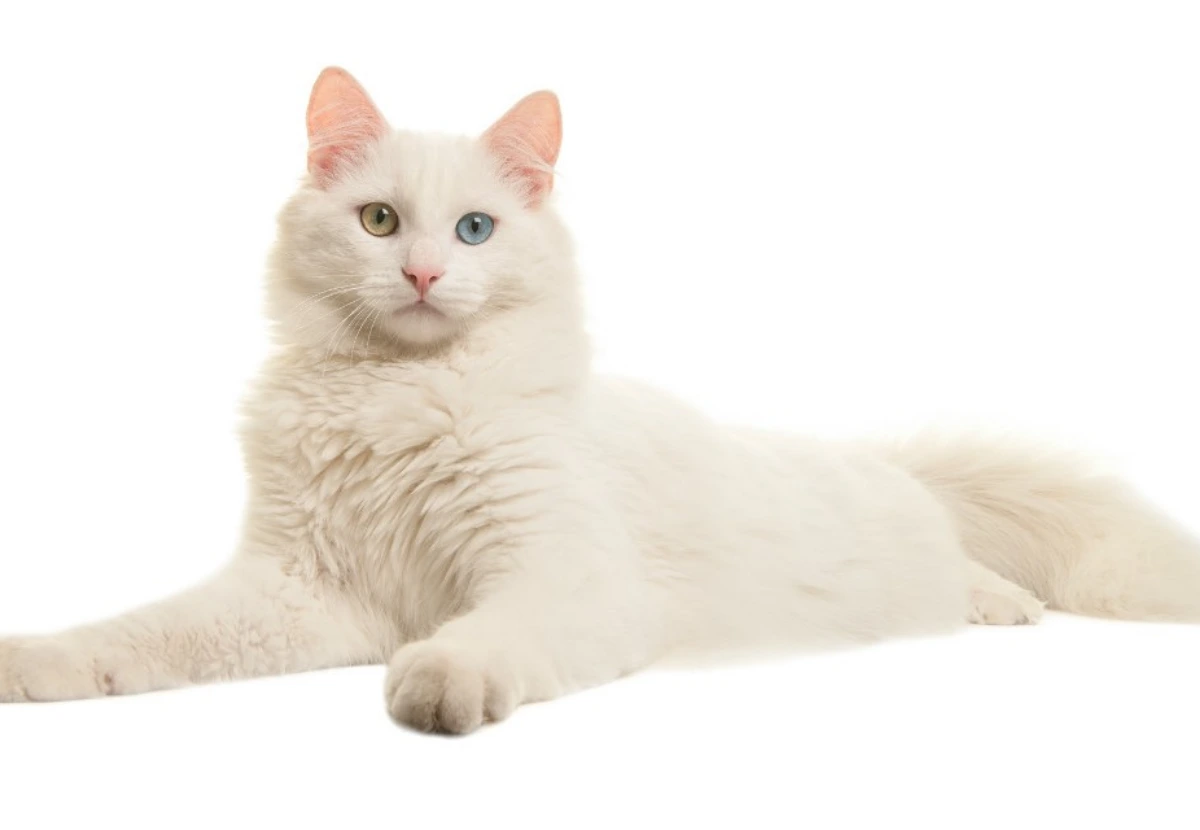 Turkish Van cat