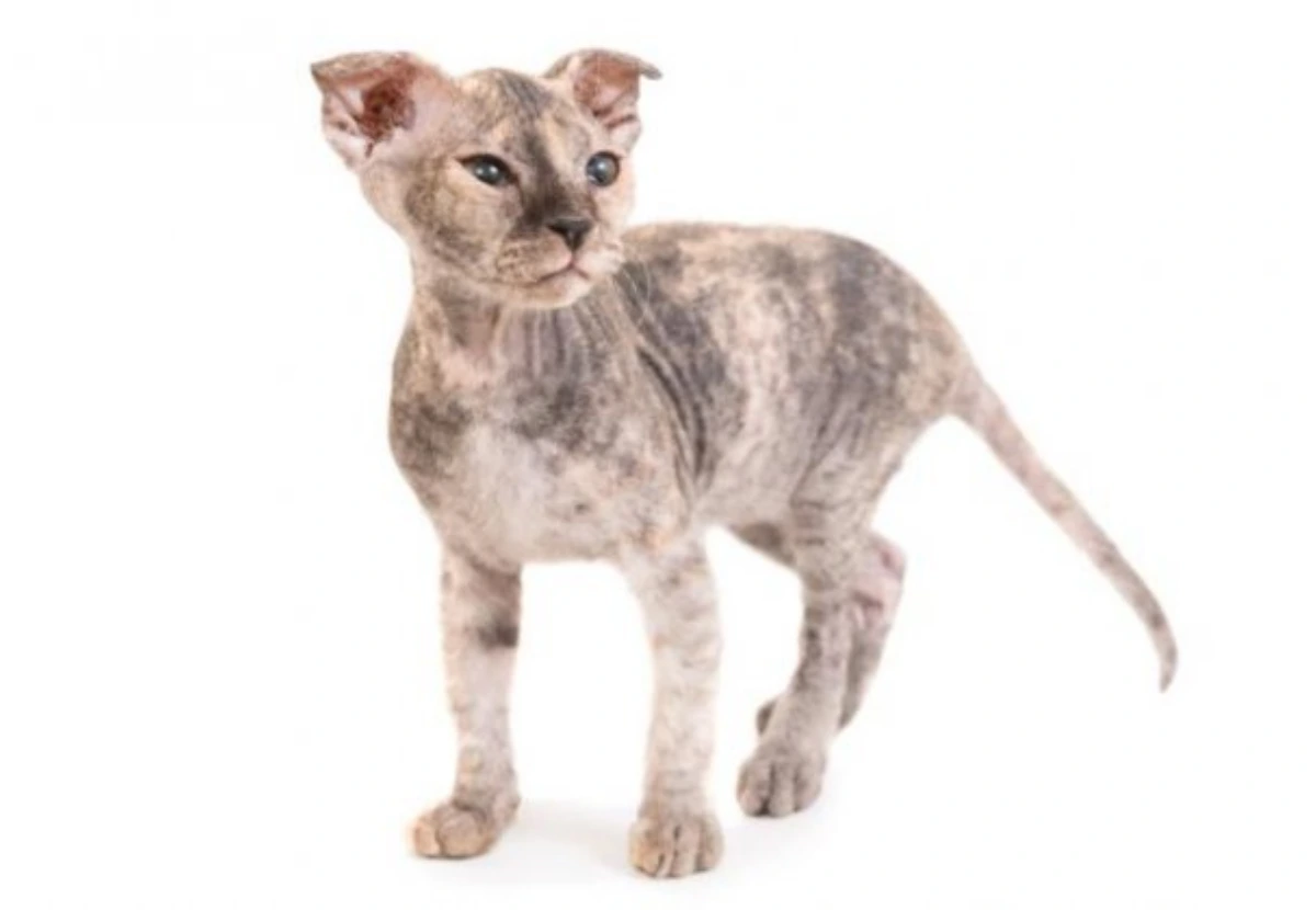 Ukrainian Levkoy cat