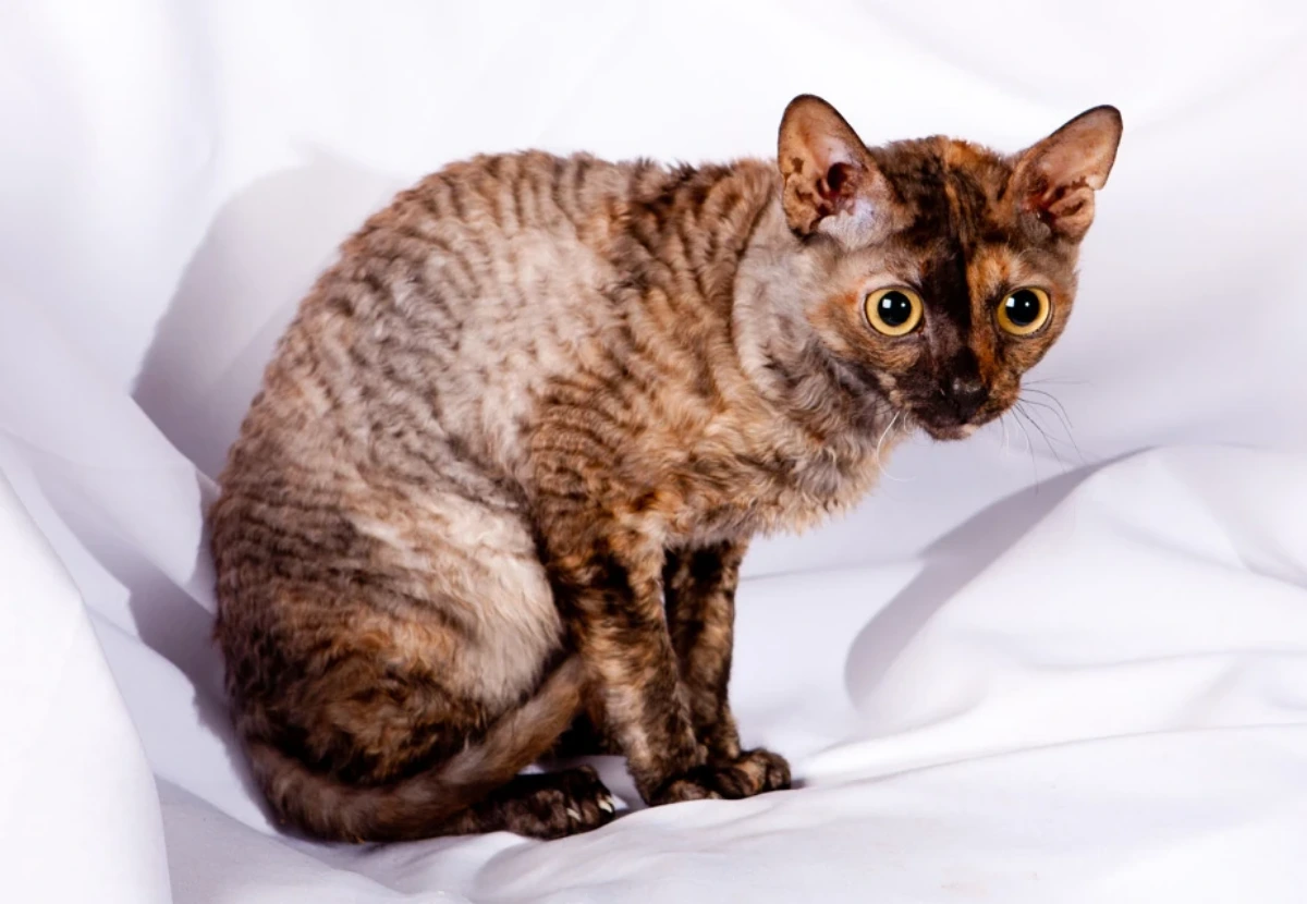 Ural Rex cat
