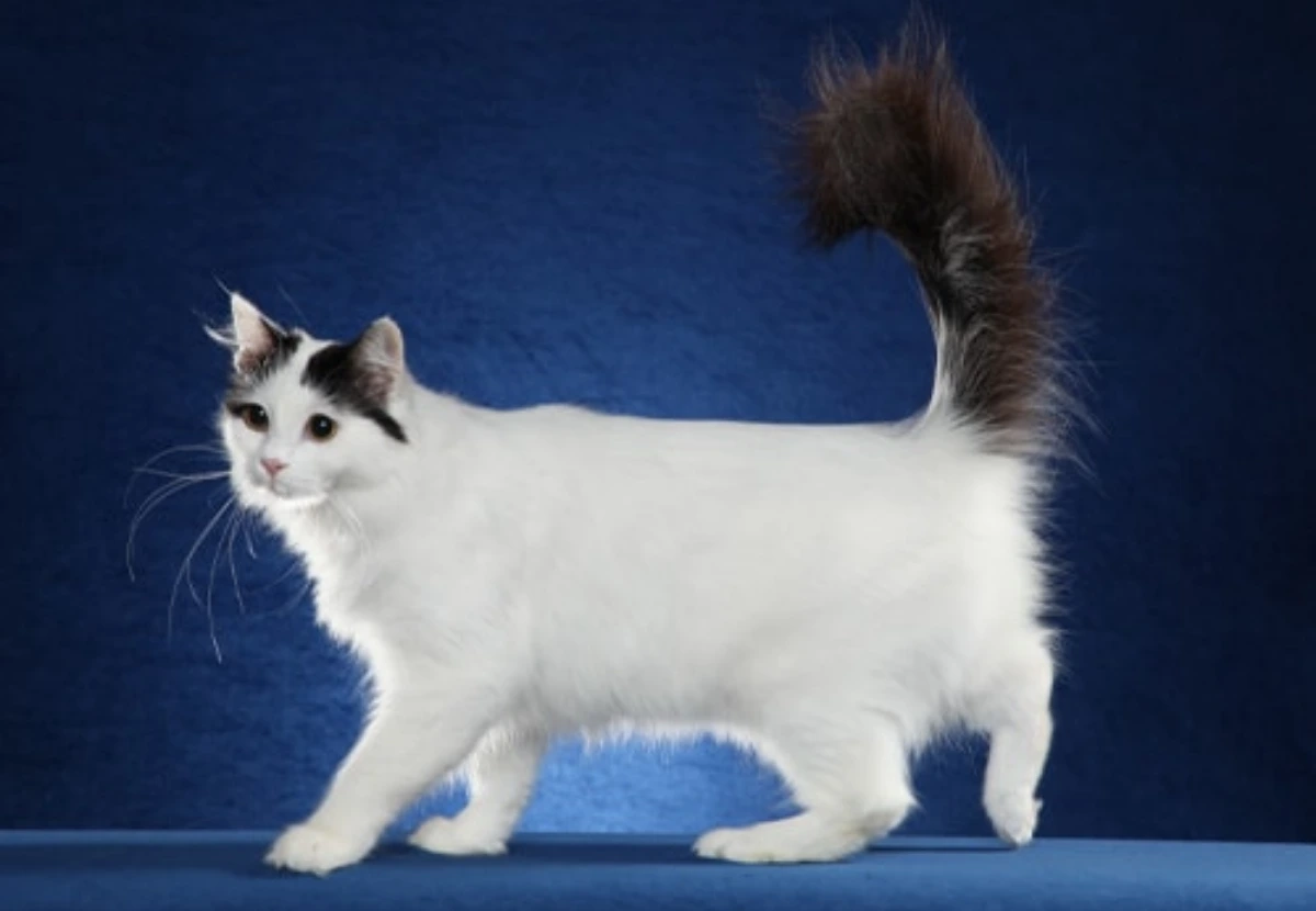 Van Cat / Turkish Vankedisi cat