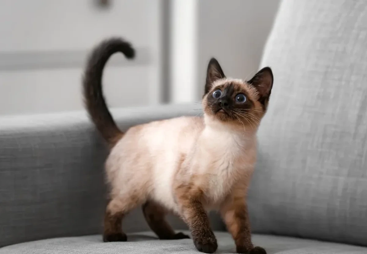 Wichien Maat cat