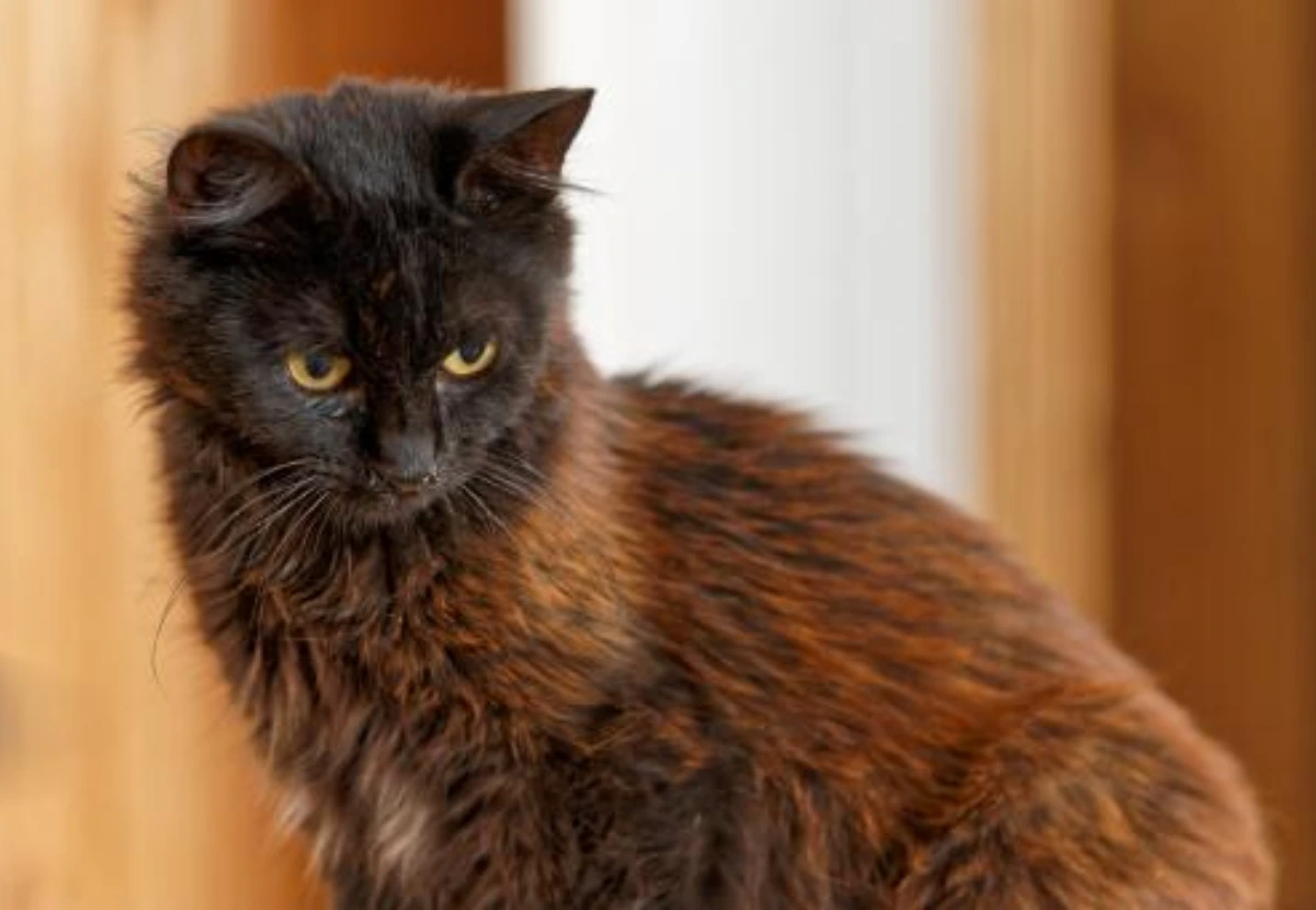 York Chocolate cat