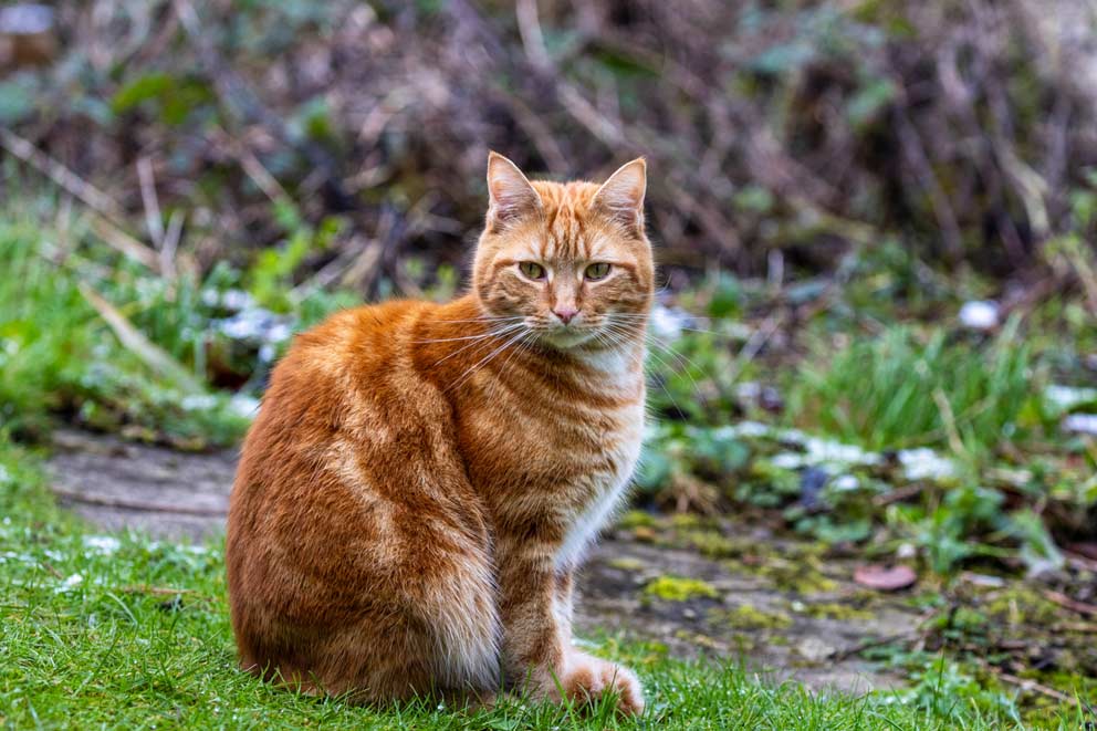 A friendly cat